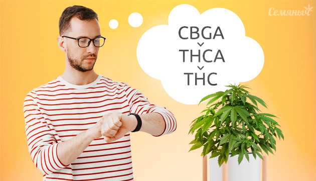 Каннабиноиды конопли