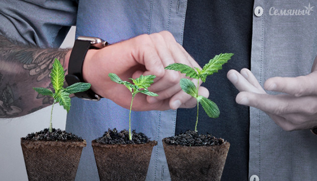 Медленные всходы ростков каннабиса