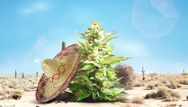 Куст конопли в жарком климате