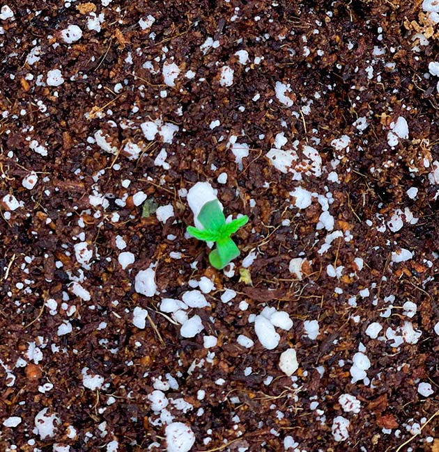 Проращивание семян конопли Bruce Banner Auto