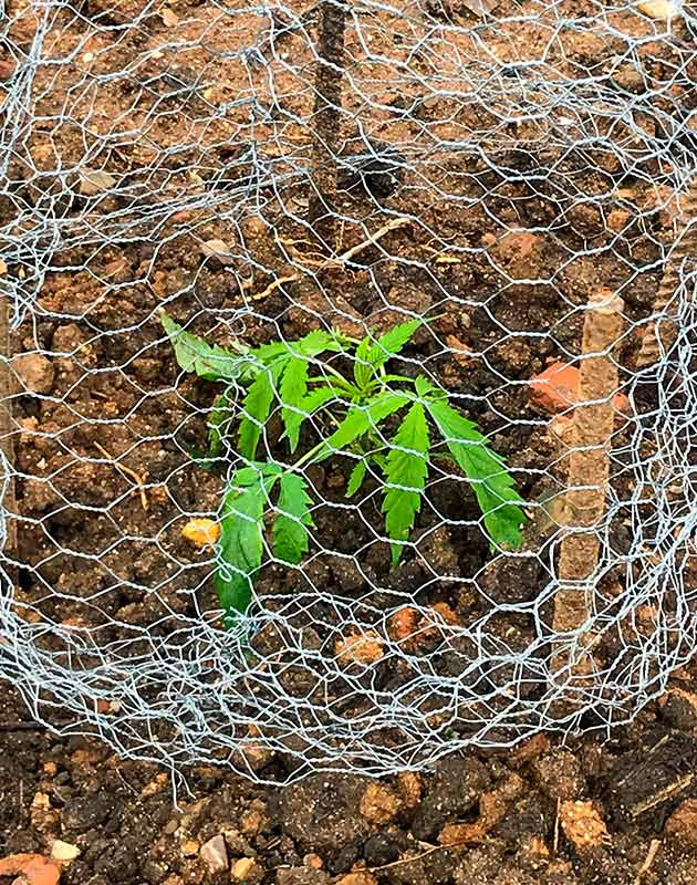 Борьба с грызунами при выращивании Runtz Muffin