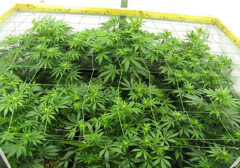 Сетка для скрога