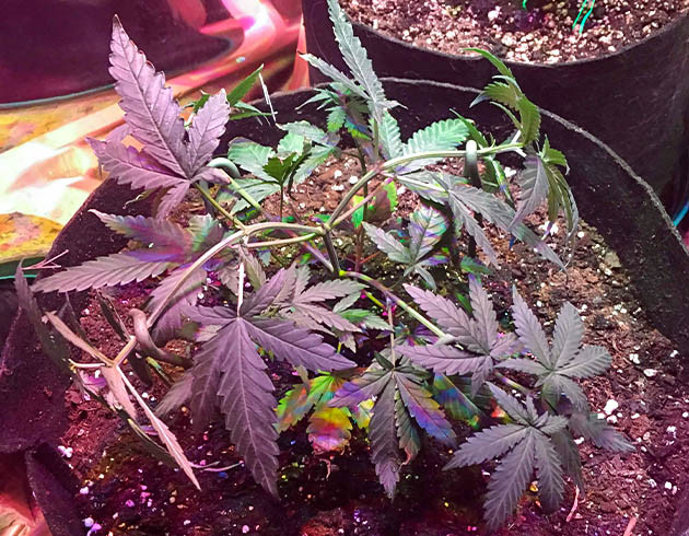 Куст конопли в 25 литровом гроубэге