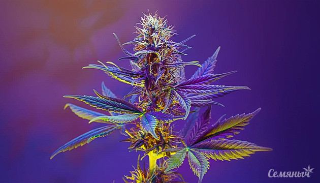 Роль флавоноидов в воздействии конопли