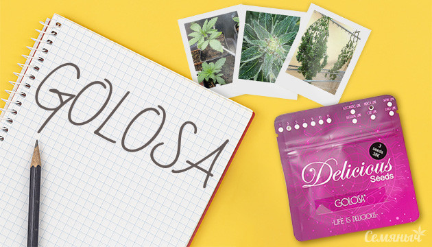 Выращивание сорта конопли Golosa в индоре