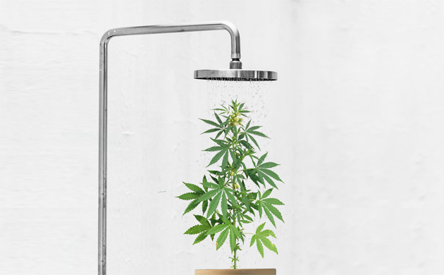 Свет и климат для конопли перед харвестом