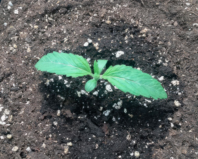 Росток Mimosa Shot от сидбанка Herbies Seeds