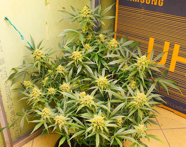 Шишки индичной структуры