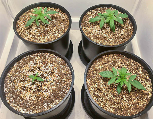 Появление нового ростка в гроубоксе