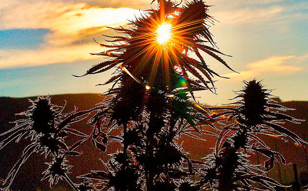 Конопля в естественной полевой экосистеме