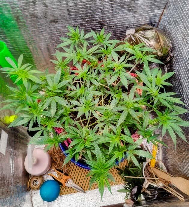 Куст Astral на стадии вегетации