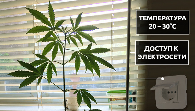 Индорное выращивание