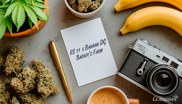 Гроурепорт сорта RS 11 x Banana OG от Barney’s Farm