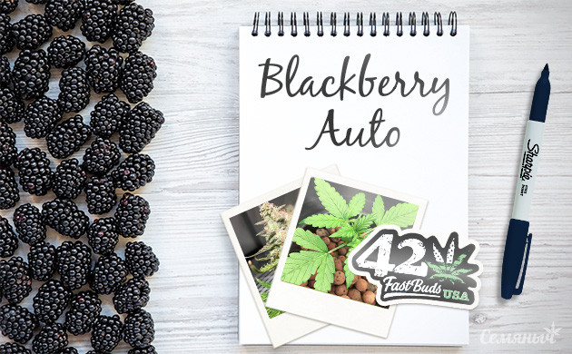 Гроурепорт сорта марихуаны Blackberry Auto fem