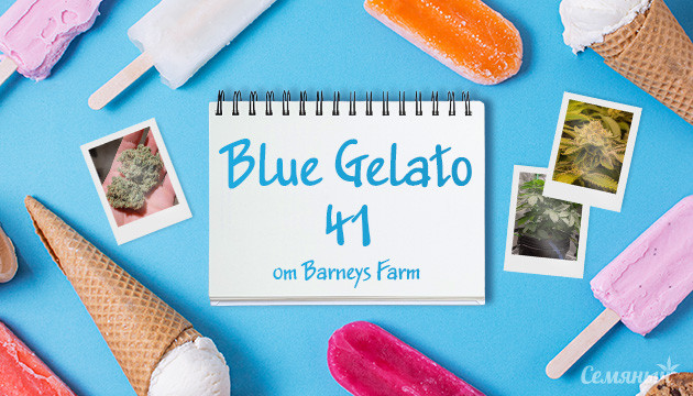 Выращивание сорта конопли Blue Gelato 41 в гидропонике