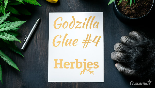 Гроурепорт по выращиванию сорта Godzilla Glue #4
