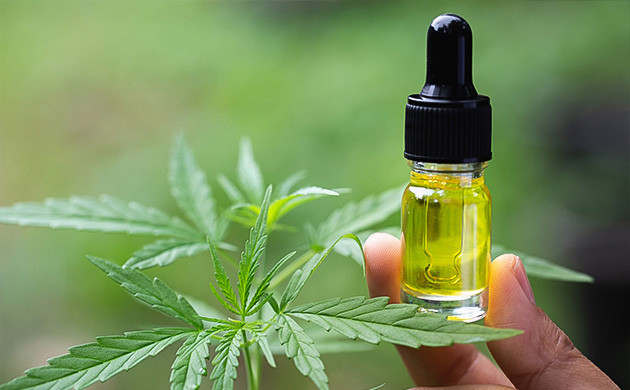 Экстракция каннабиноидов с помощью масел