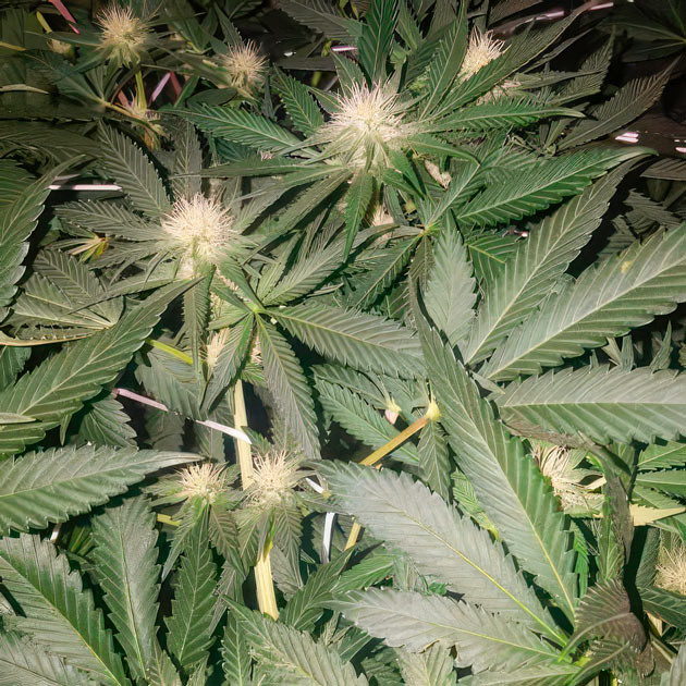 Конопля ростом 75 см