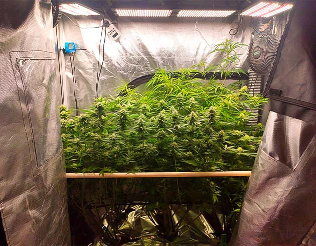 Кусты сорта Strawberry Amnesia на 10 - 11 неделе роста