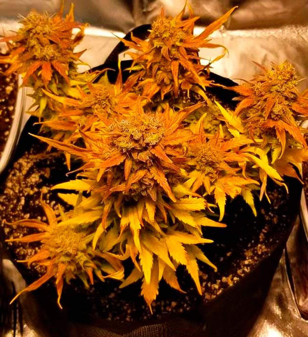 Выращивание конопли на 12 неделе