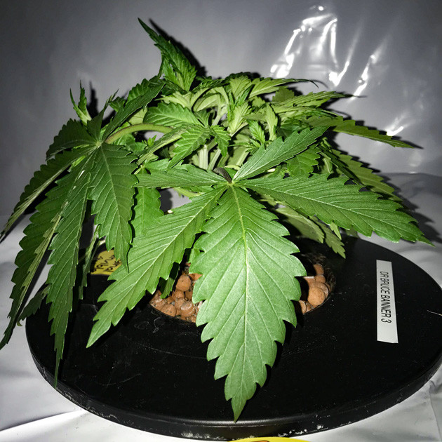 Bruce Banner #3 в гиропонике