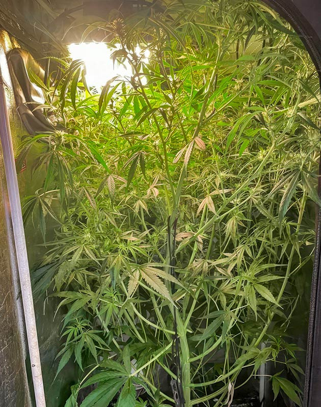 Куст конопли ростом 190 см
