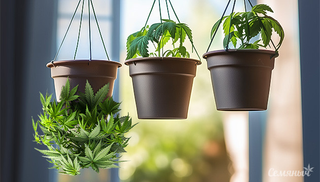 Выращивание каннабиса вверх ногами