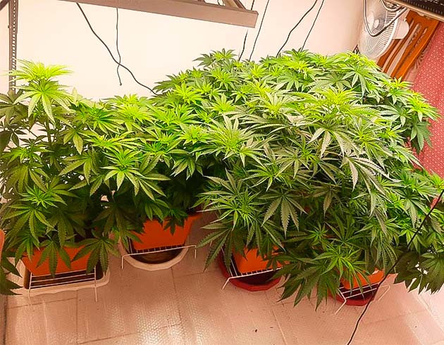 Кусты Persian Pie от GHS ростом 75 см