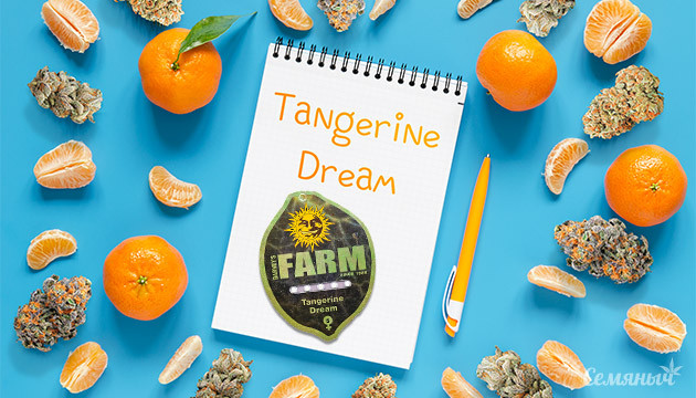 Гроурепорт сорта марихуаны Tangerine Dream