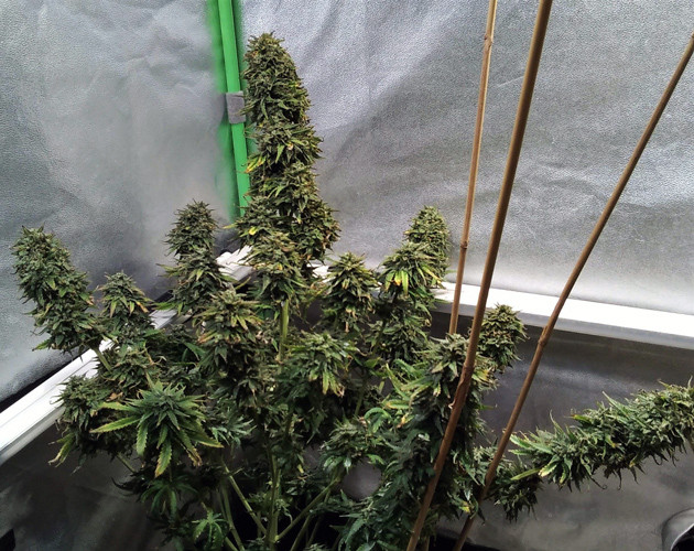 Куст Tangie'matic перед харвестом