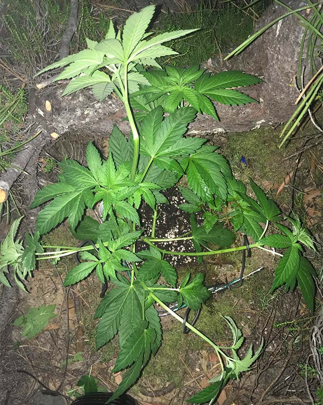 Росток высаженный в лесопосадке