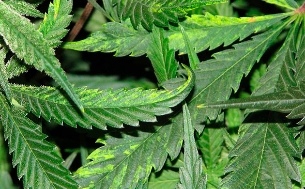 Поражение листьев вирусом табачной мозаики