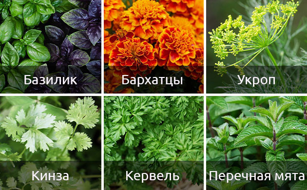 Растения-компаньоны для кустов каннабиса