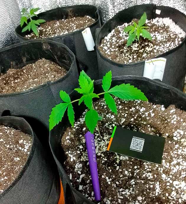 Растишка Sexy Cinderella Auto от Семяныча на 3 неделе