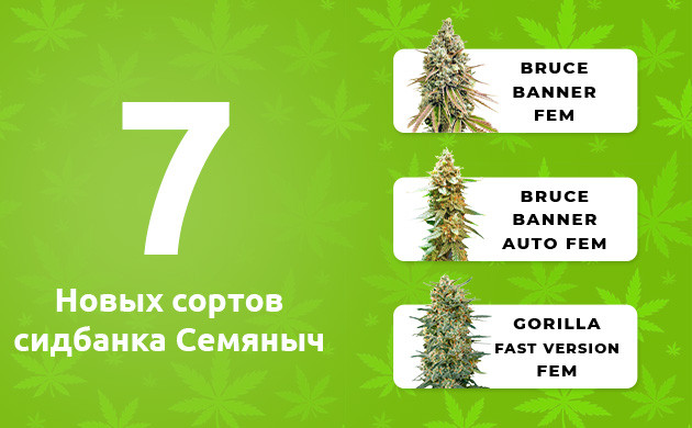7 новинок Семяныча
