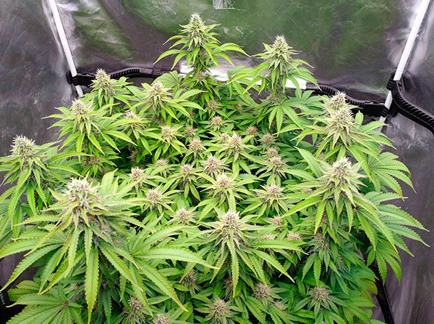 Неделя 14-15: рост марихуаны Blue Gelato 41