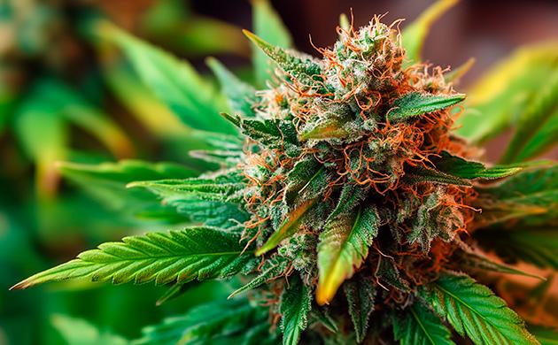 Брассиностероиды – гормоны роста и цветения