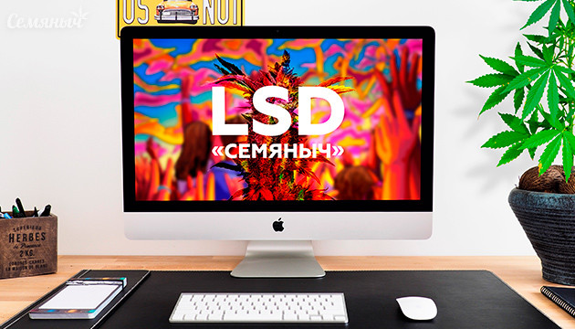 Гроурепорт сорта конопли LSD