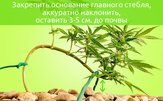 Подгиб стебля на 3-5 см до почвы