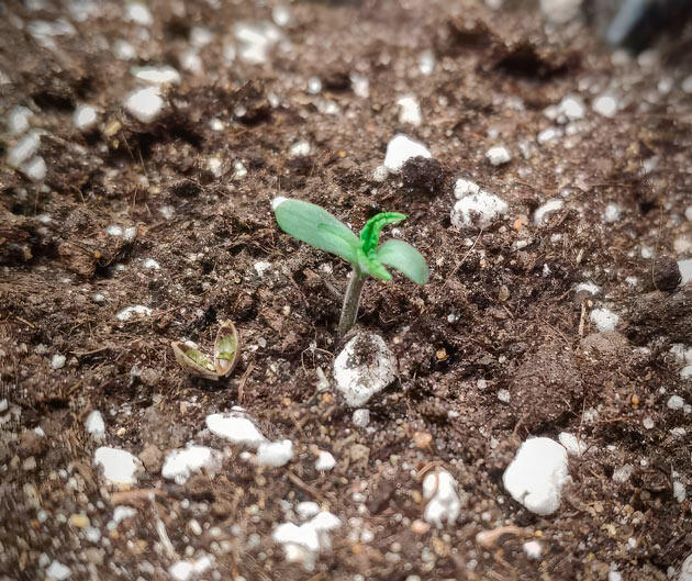 Проращивание Super Silver Haze