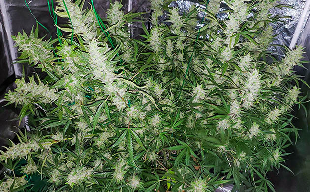 Куст с массивными тяжелыми колами