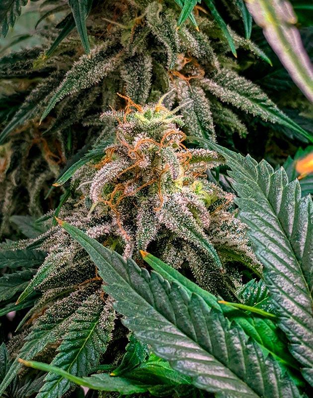 Конопля на 14 неделе роста