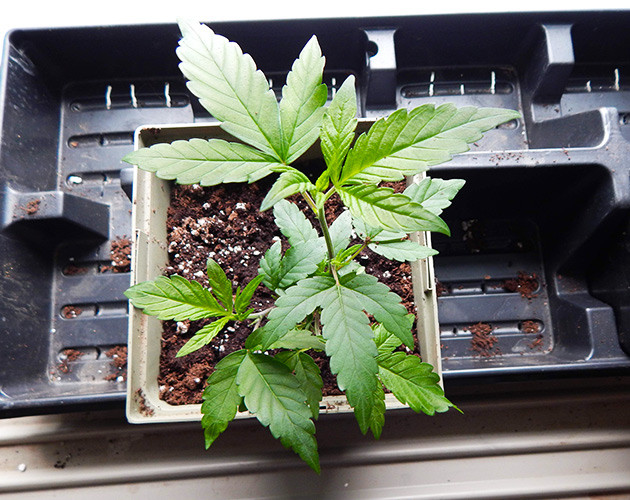 Росток в новом горшке