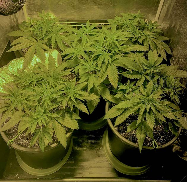 3 неделя роста марихуаны