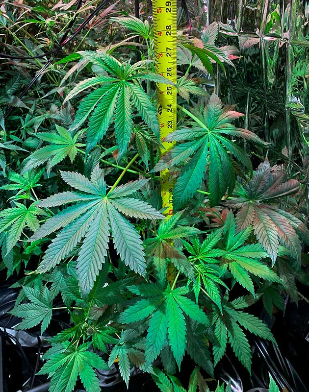 Куст перед стадией цветения на 6 неделе