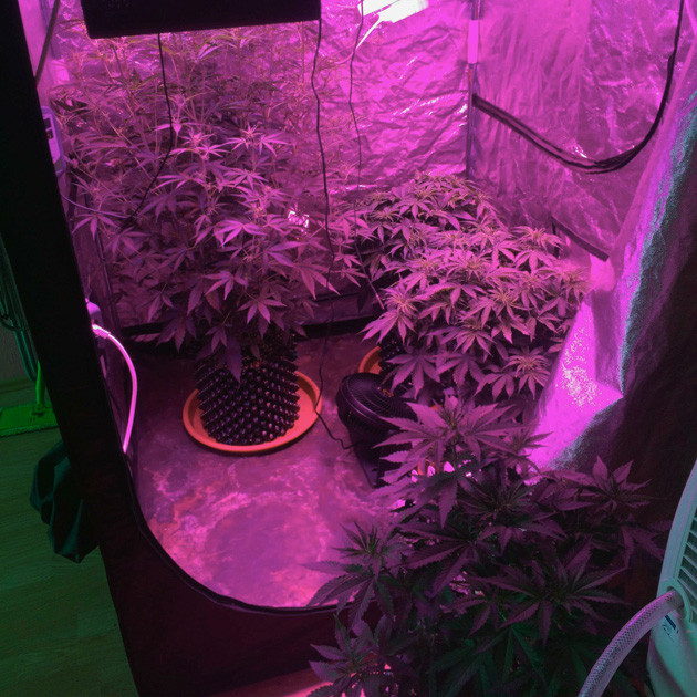 Цветение Auto White Widow fem