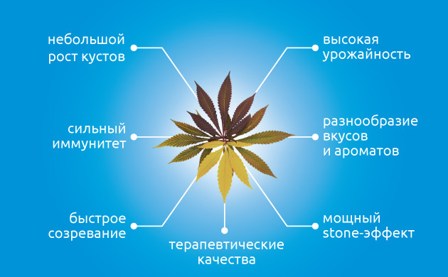 Индика: множество причин для любви