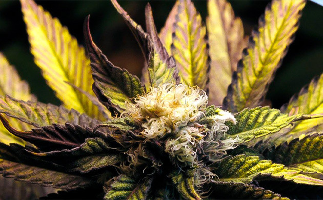 Бледные шишки и поникшие макушки