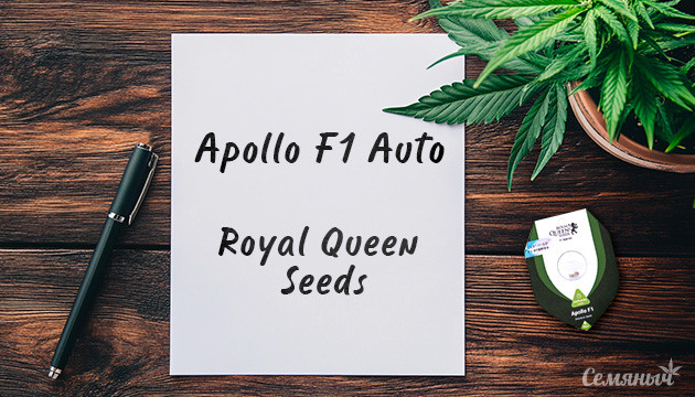 Сорт Apollo F1 Auto от сидбанка Royal Queen Seeds