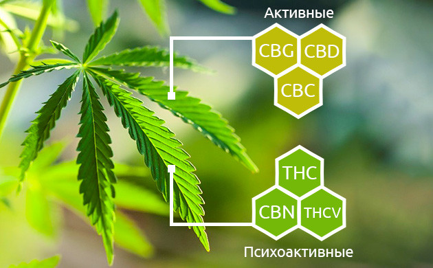 Психоактивные и не психоактивные каннабиноиды